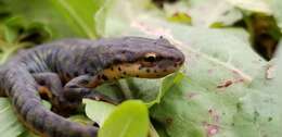 Image of Mexican black-spotted newt