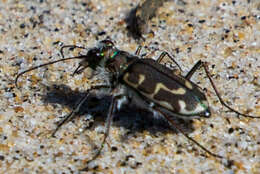 Image of Cicindela (Cicindela) hirticollis gravida Le Conte 1851