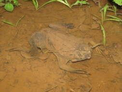 Image of Surinam toad