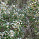 Image of Cryptandra parvifolia (Hook.) Hook. fil.