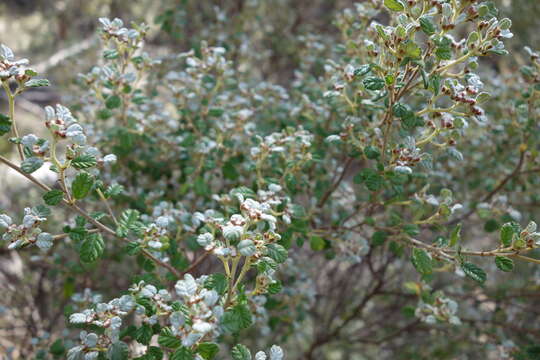 Image of Cryptandra parvifolia (Hook.) Hook. fil.