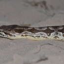 Image of Dumeril's Boa