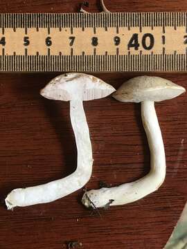 Image of Pale bitter bolete