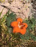 Image of Caiophora rosulata (Weddell) Urban & Gilg