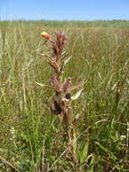 Image of evening primrose