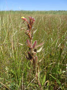 Oenothera oakesiana (A. Gray) S. Watson的圖片