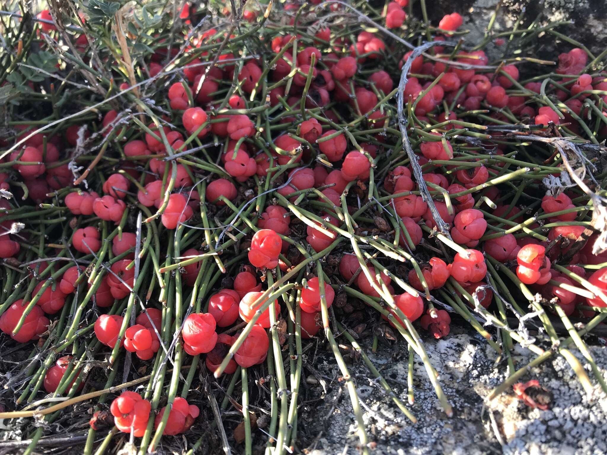 Image of Ephedra monosperma J. G. Gmel. ex C. A. Mey.