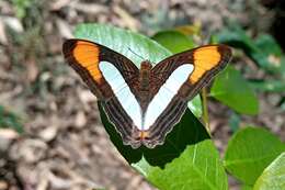 Image of Adelpha thoasa