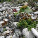 Imagem de Helichrysum retortum (L.) Willd.