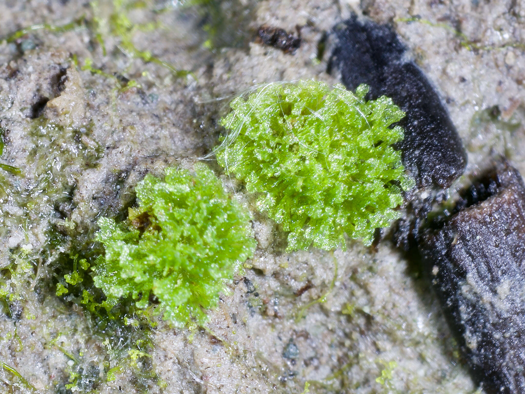 Image of hornwort