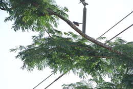 Image of Red-legged Thrush