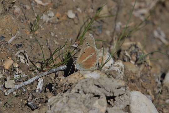 Polyommatus damon的圖片