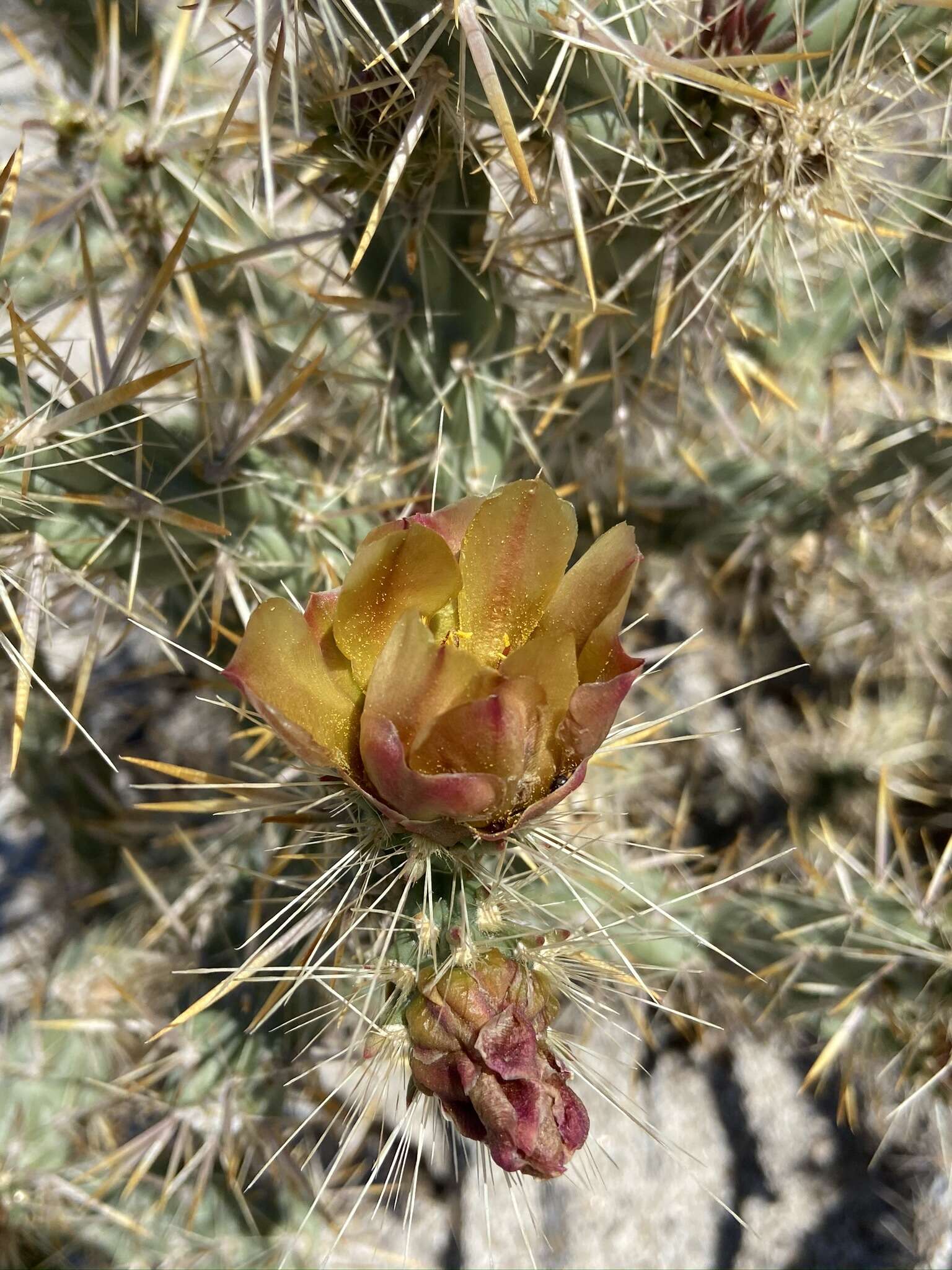 Image of Cylindropuntia sanfelipensis (Rebman) Rebman