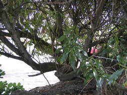Image of Mousehole tree