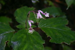 Image of Didymocarpus kerrii Craib