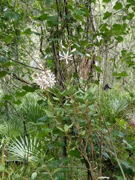 Image of flyweed