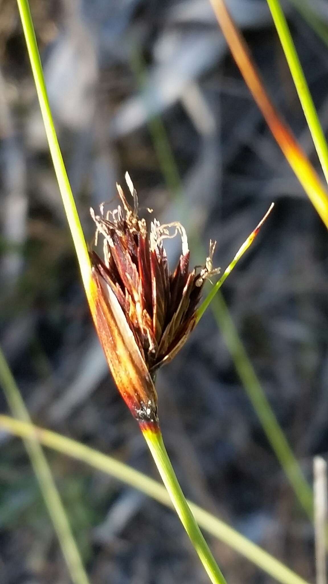 Schoenus nigricans L. resmi