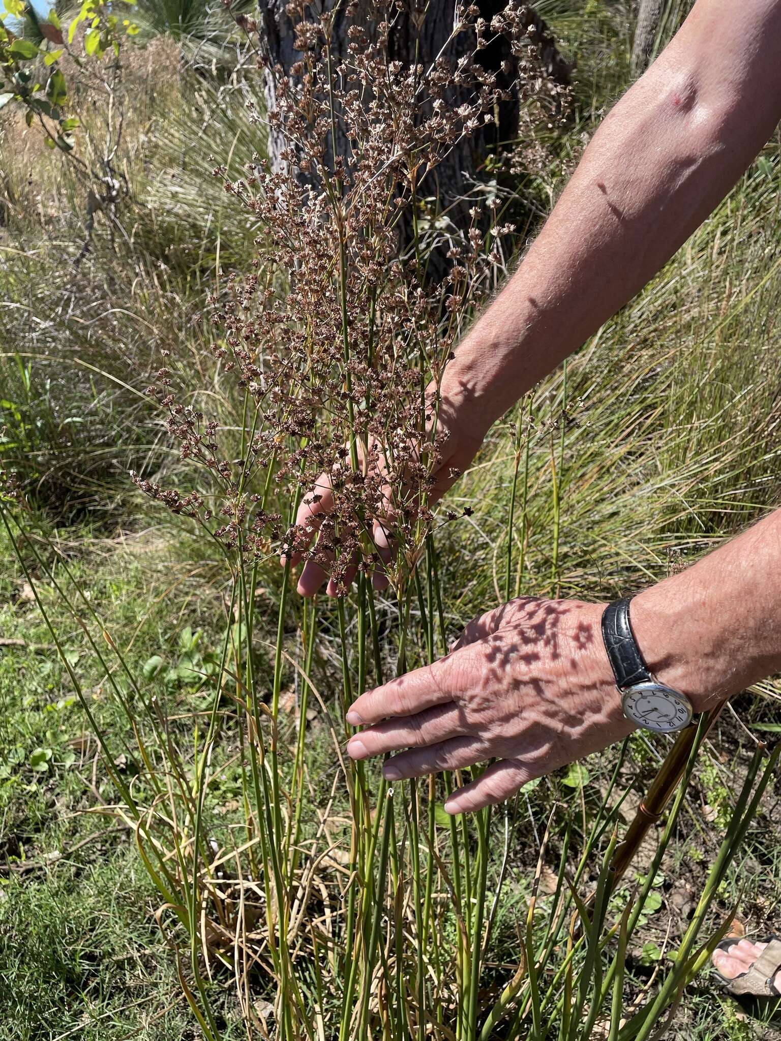 Sivun Juncus microcephalus Kunth kuva