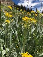 Image of tall blacktip ragwort