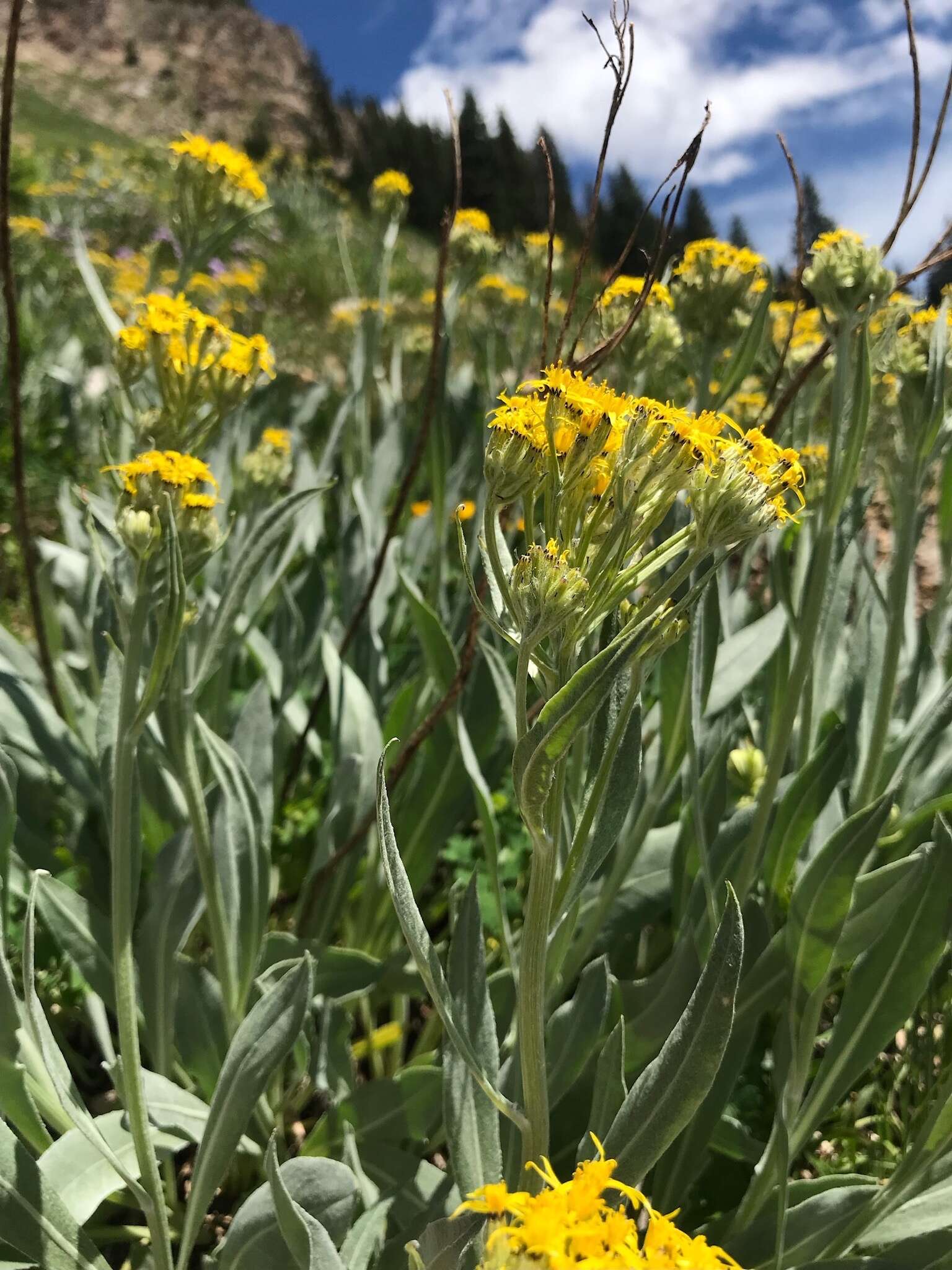 Plancia ëd Senecio atratus Greene