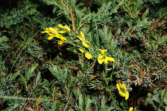 Image of Genista depressa M. Bieb.