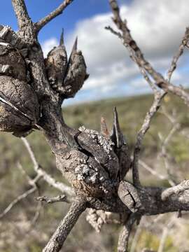 Image of Hakea psilorrhyncha R. M. Barker