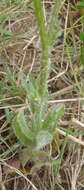 Image of Wahlenbergia capensis (L.) A. DC.