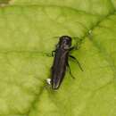 Agrilus derasofasciatus Lacordaire ex Boisduval & Lacordaire 1835 resmi