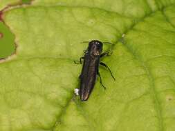 Imagem de Agrilus derasofasciatus Lacordaire ex Boisduval & Lacordaire 1835