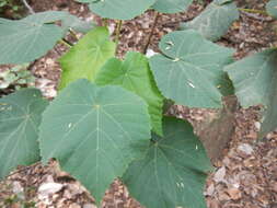 Image of Dombeya pulchra N. E. Br.