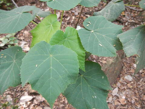 Image de Dombeya pulchra N. E. Br.