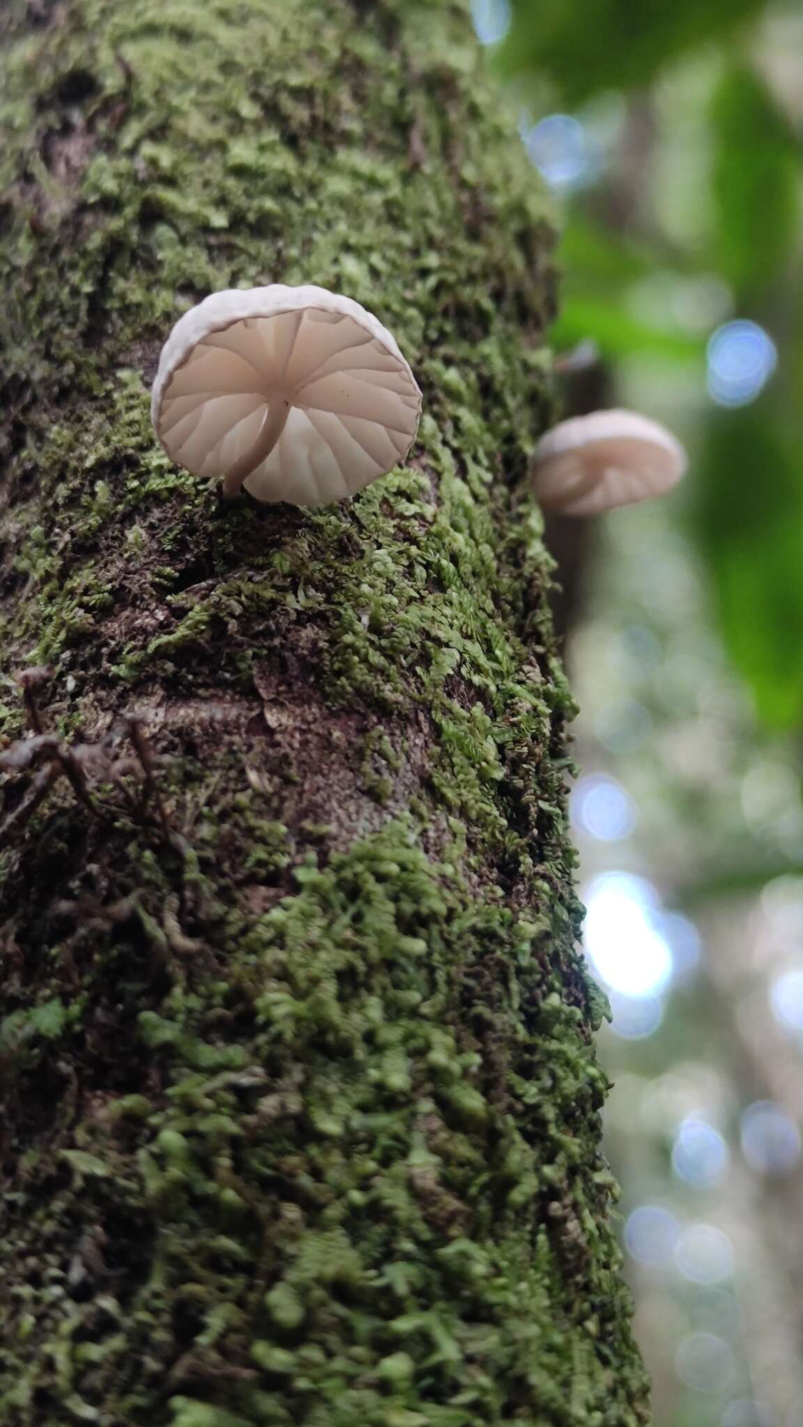 Plancia ëd Marasmiellus alliiodorus (Mont.) Singer 1962