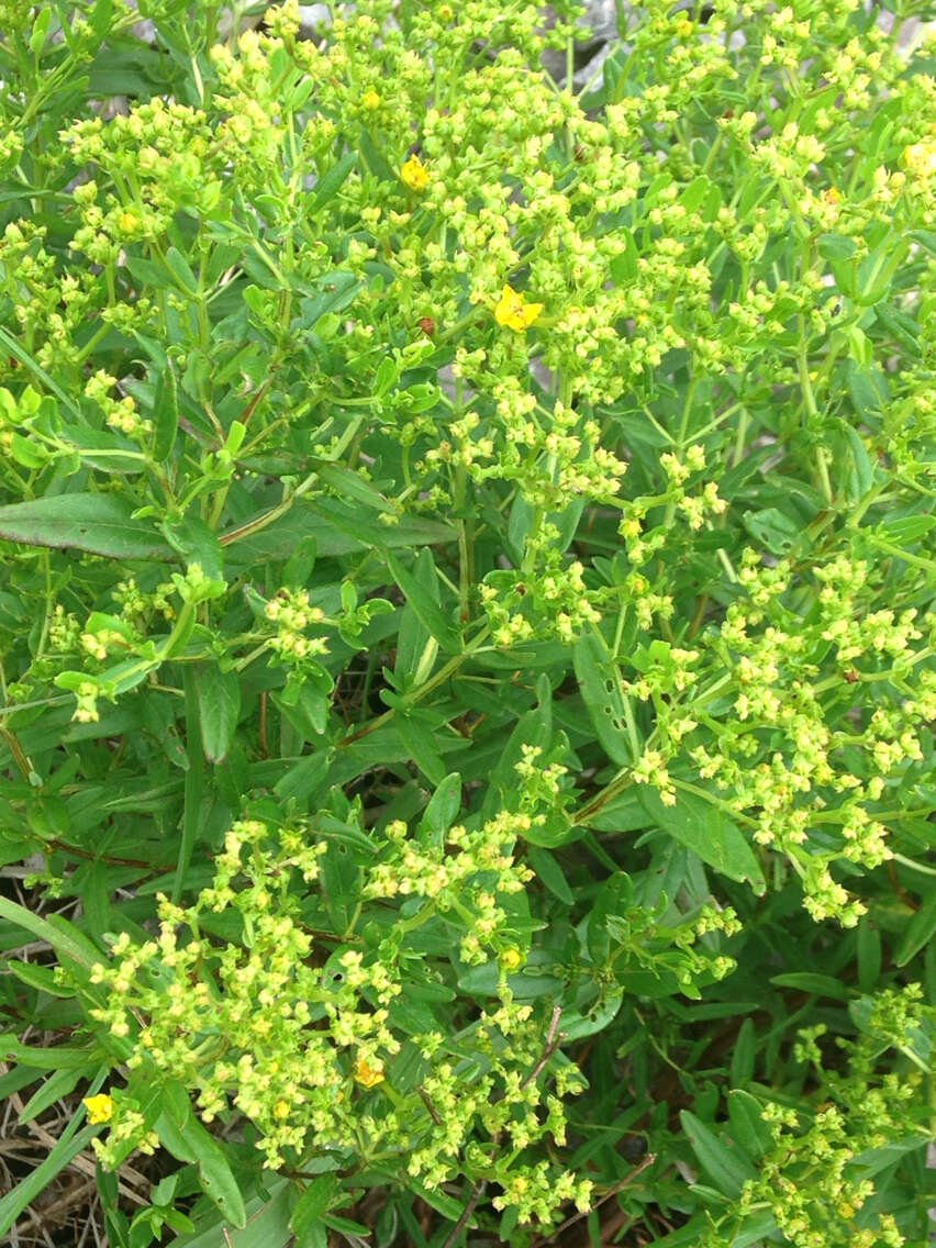 Image of St John's wort