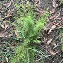 Image of Lindsaea microphylla Sw.