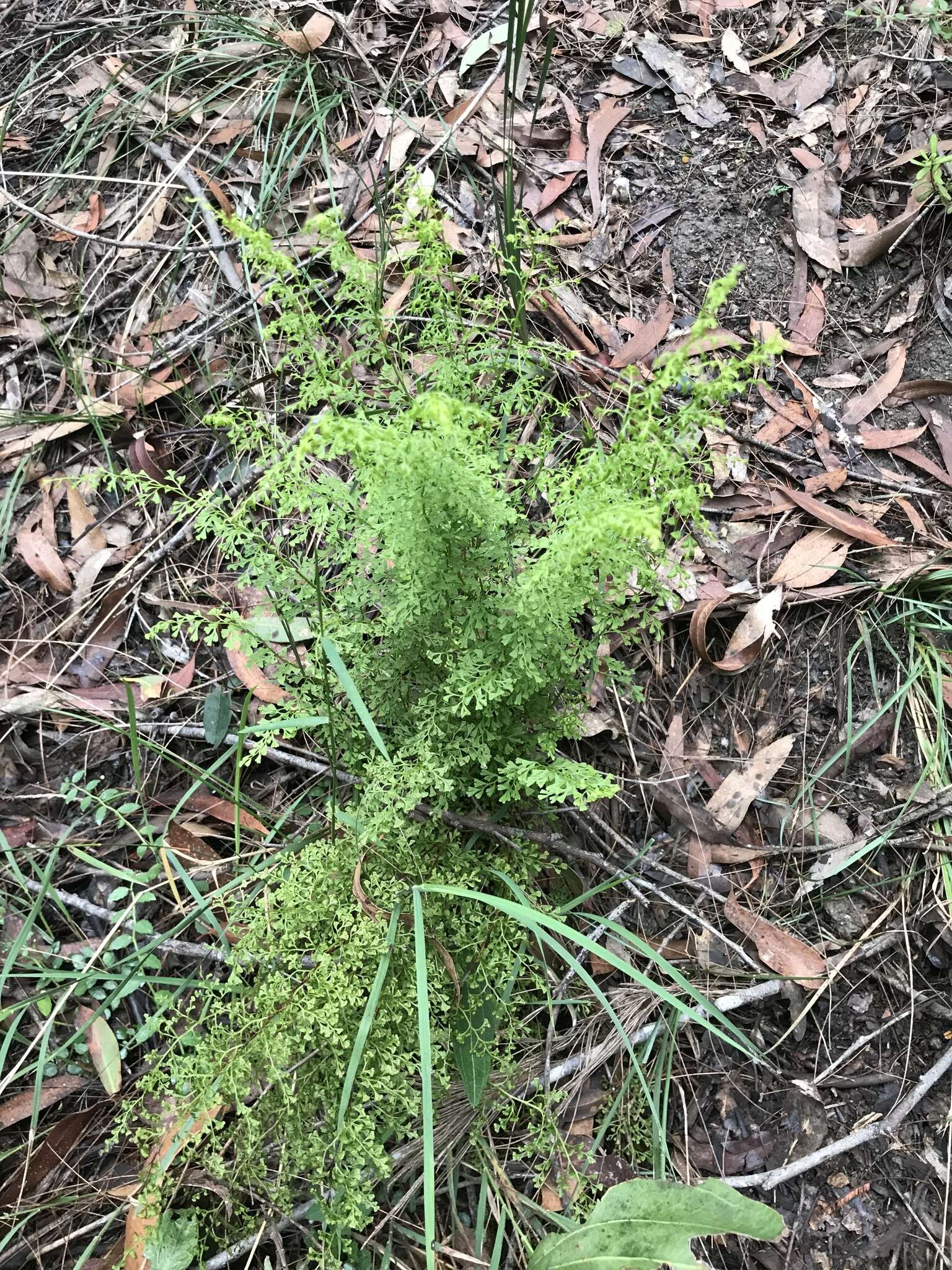 Image of Lindsaea microphylla Sw.