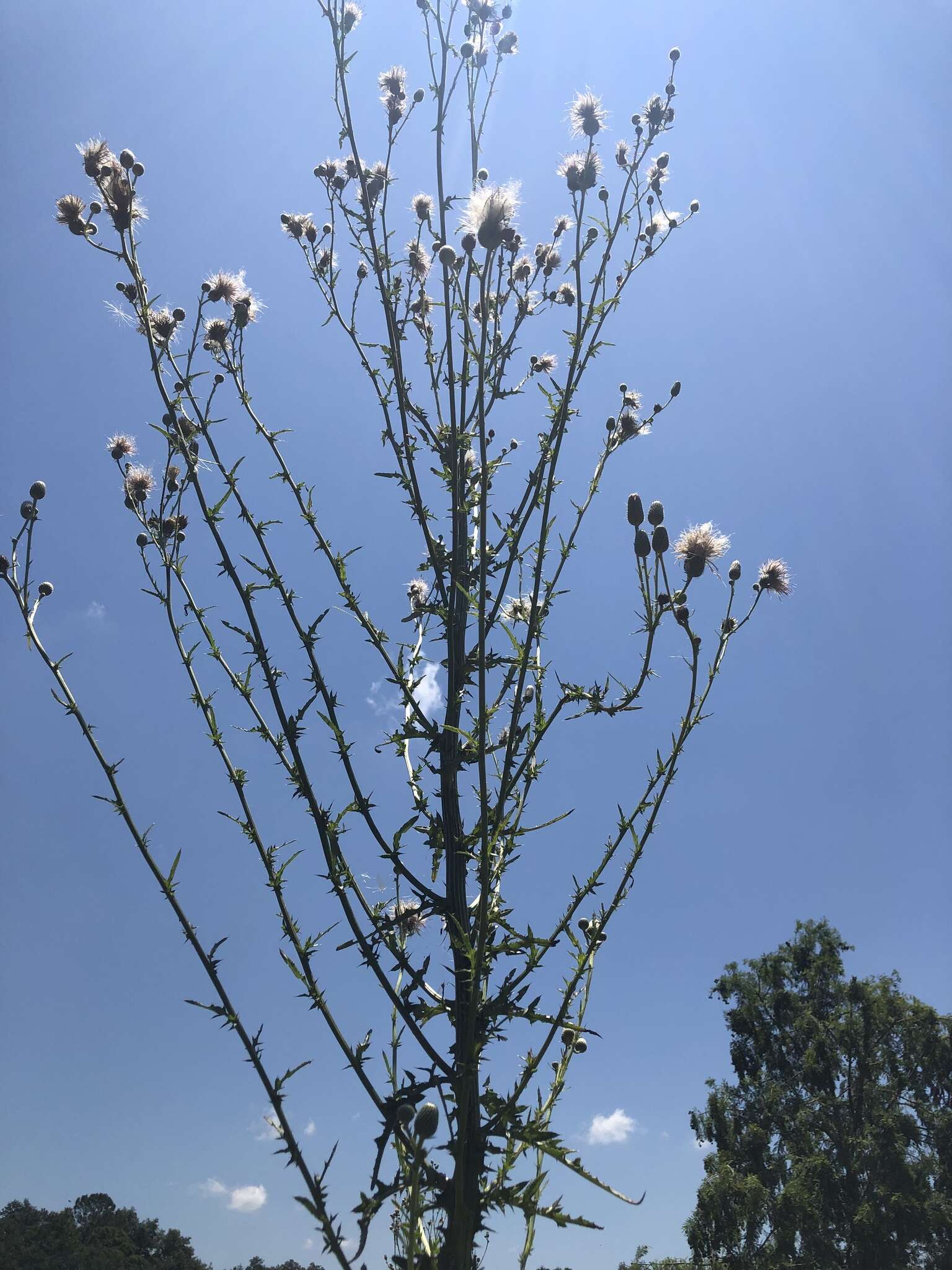 Cirsium nuttalii DC. resmi