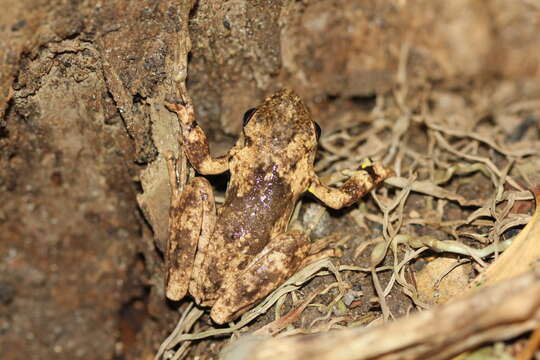 Imagem de Litoria rothii (De Vis 1884)