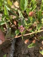 Image of Hermannia stellulata (Harv.) K. Schum.