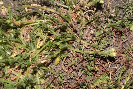 Image of Erigeron cardaminifolius (Kunth) Wedd.