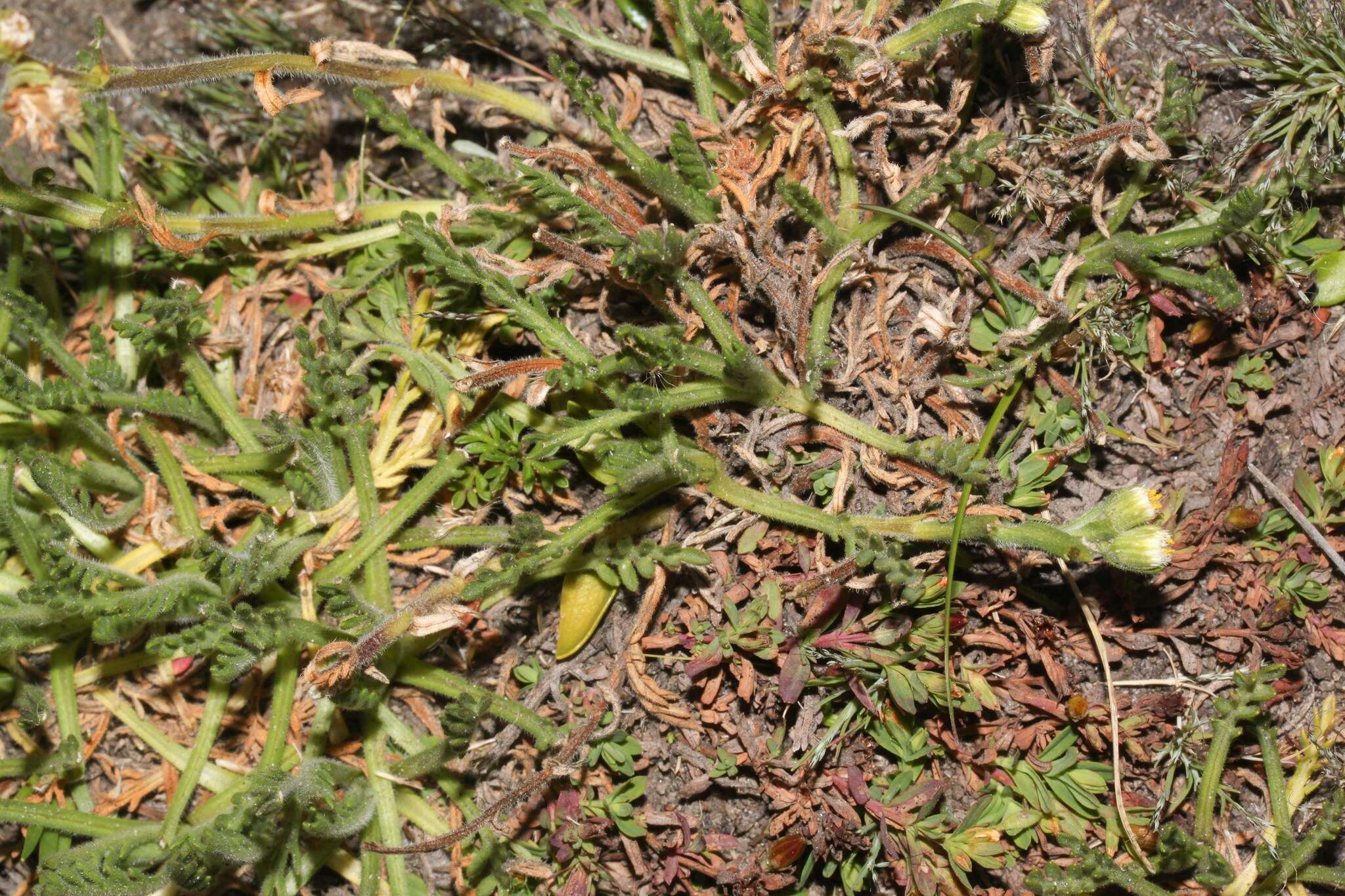 Image of Erigeron cardaminifolius (Kunth) Wedd.