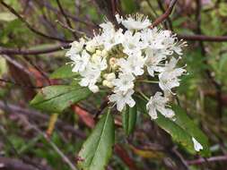 Image de Rhododendron columbianum (Piper) Harmaja