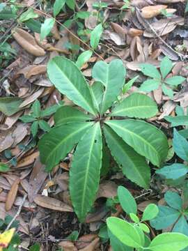 صورة Ardisia crenata Sims