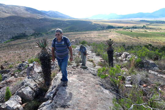 Image of Cape aloe