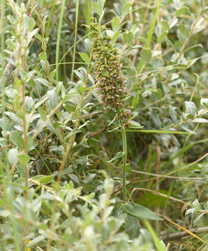 Image of Epipactis helleborine subsp. neerlandica (Verm.) Buttler