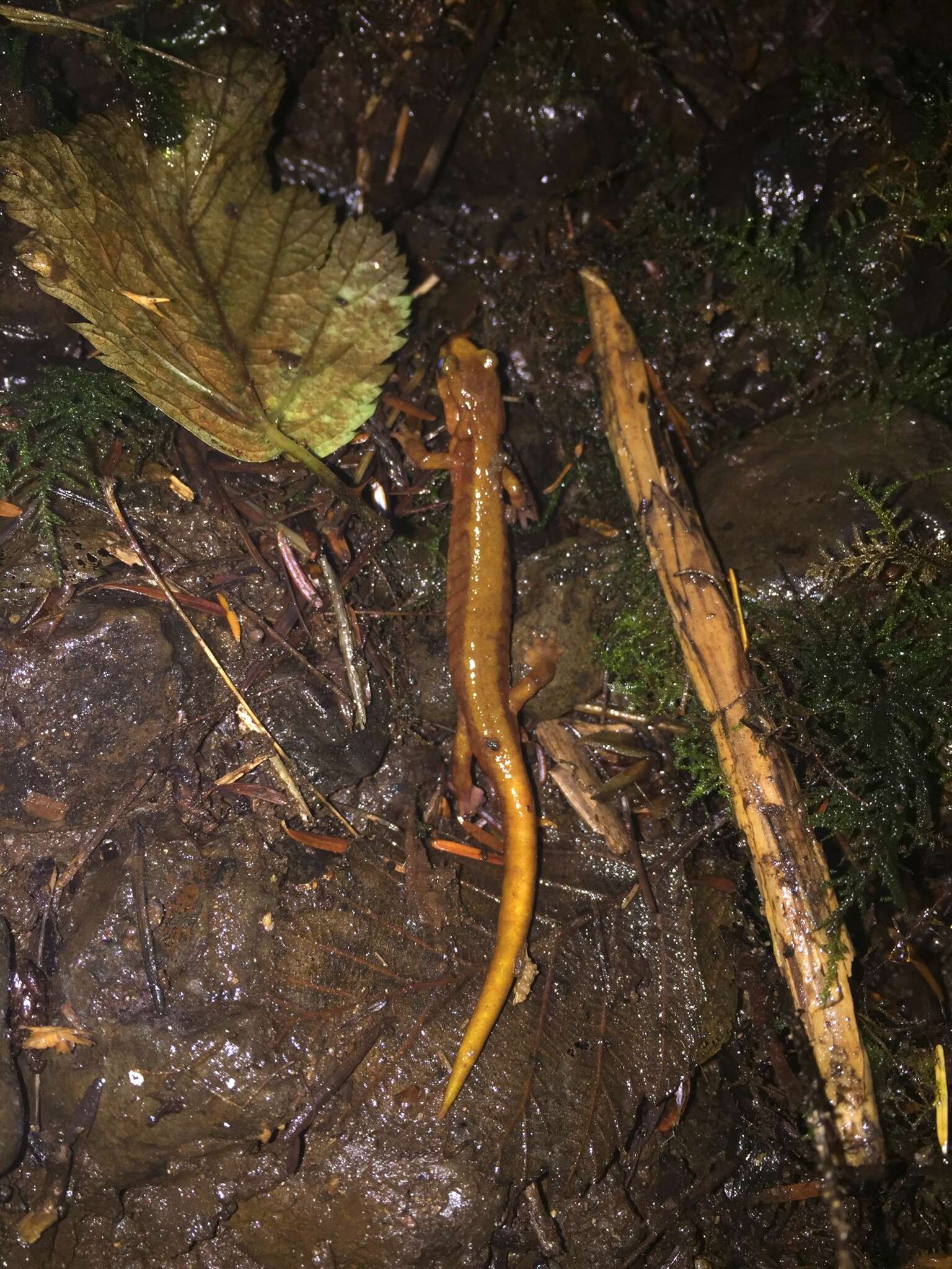 Image of Van Dyke's Salamander