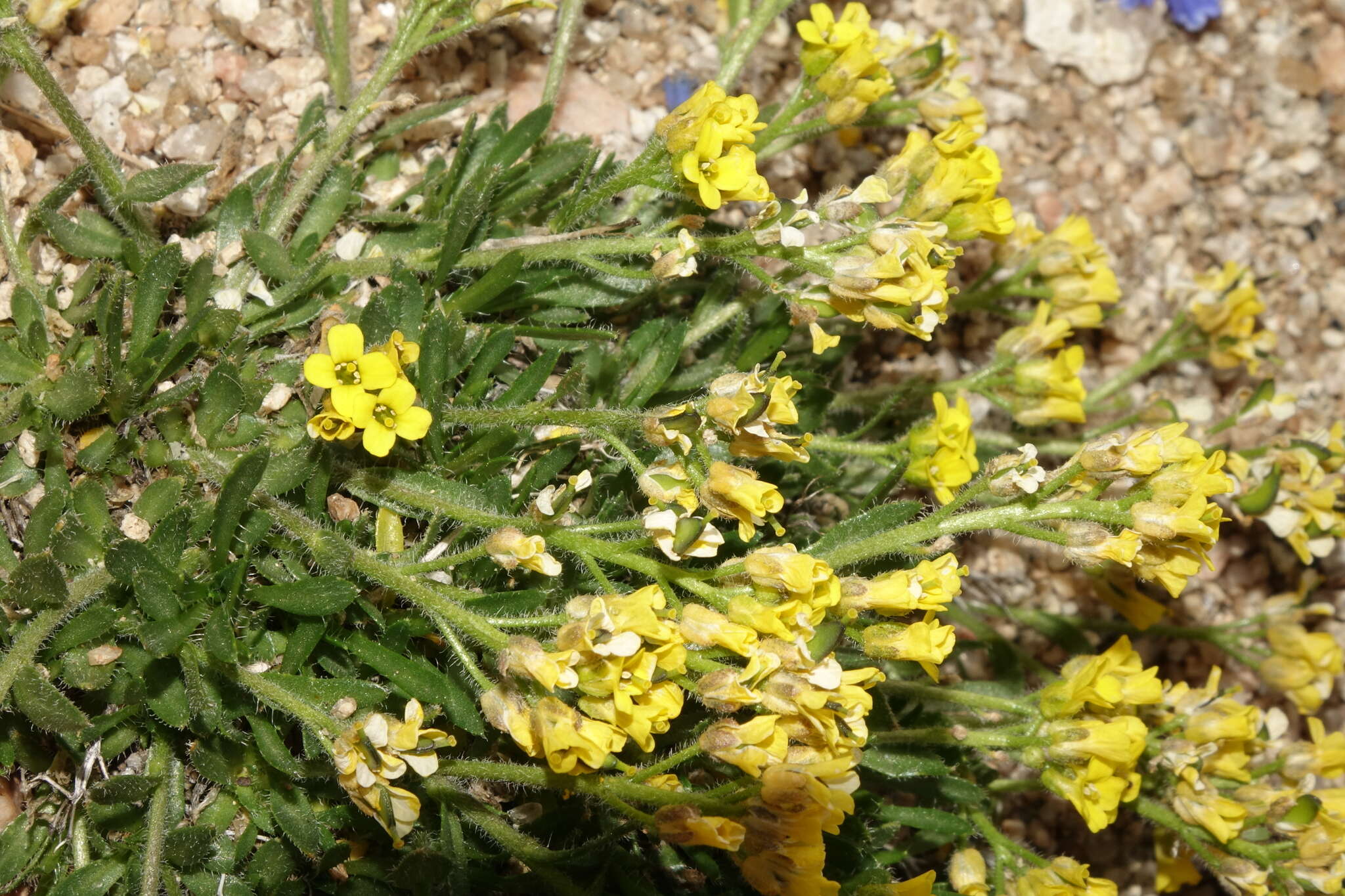 Imagem de Draba grayana (Rydb.) C. L. Hitchc.