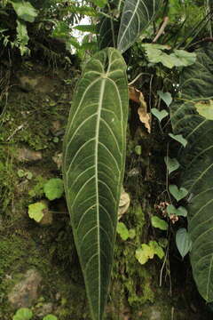 Image of Anthurium warocqueanum T. Moore