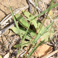 Image of Freesia verrucosa (B. Vogel) Goldblatt & J. C. Manning