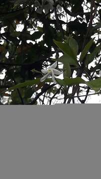 Image of Star-jasmine or Confederate-jasmine