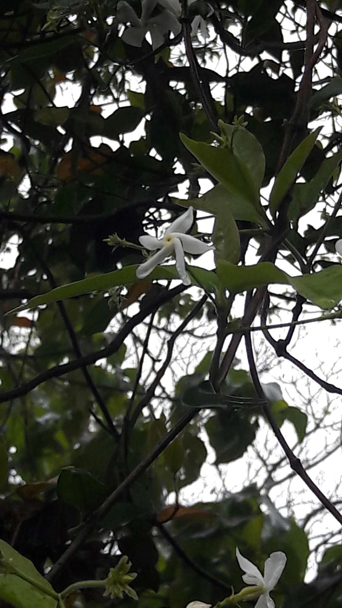 Plancia ëd Trachelospermum jasminoides (Lindl.) Lem.